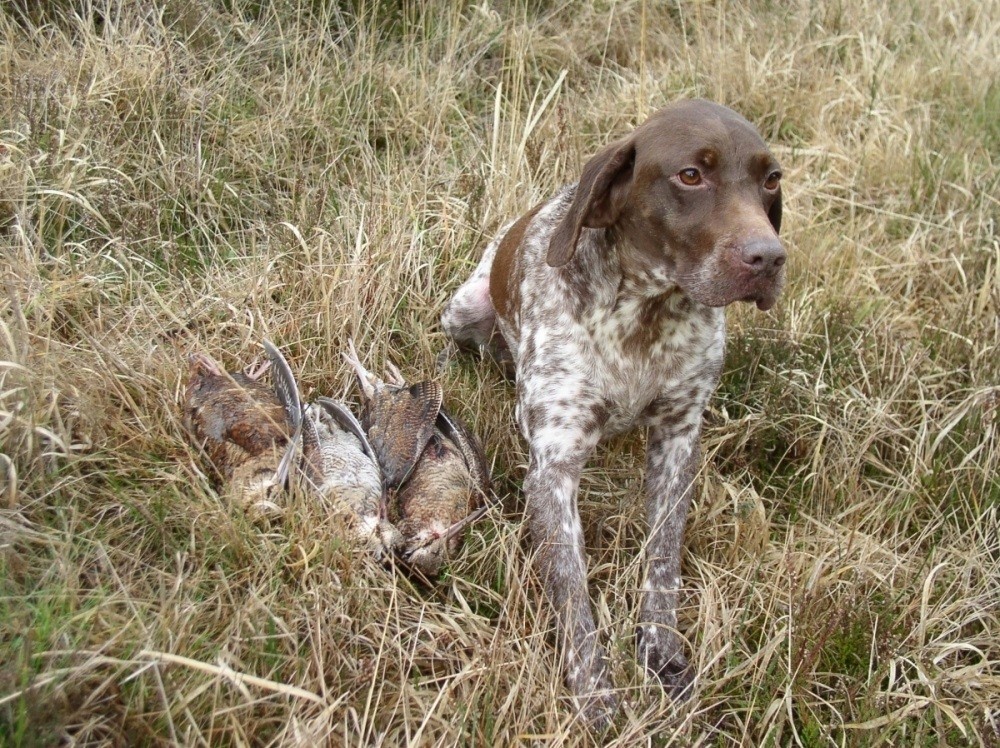Accessoires pour nos compagnons chien de chasse